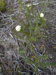 Lachnaea densiflora