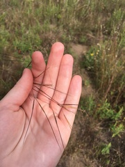 Aristida tuberculosa