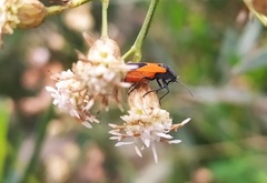 Melanopleurus bicolor