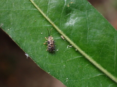 Dactylispa xanthospila