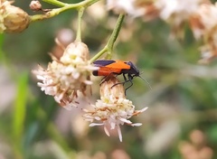 Melanopleurus bicolor