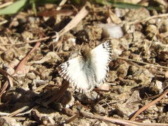 Heliopetes omrina