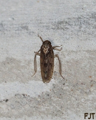 Ponana
