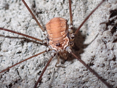 Leiobunum limbatum