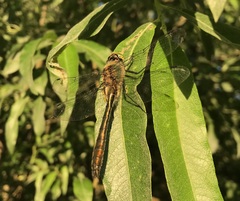 Cordulia aenea aenea