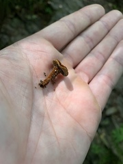 Coltricia cinnamomea