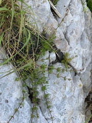 Spergula