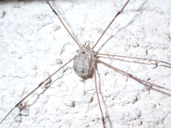 Leiobunum limbatum