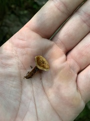 Coltricia cinnamomea