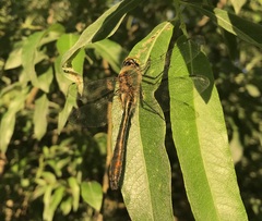 Cordulia aenea aenea