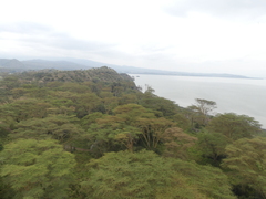 Vachellia xanthophloea