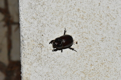 Phyllognathus excavatus
