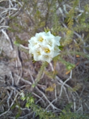 Lachnaea densiflora