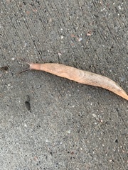 Limax maximus