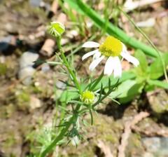 Matricaria chamomilla