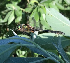 Cordulia aenea aenea