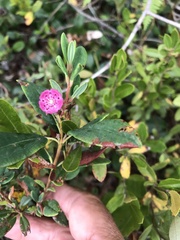 Kalmia