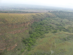 Vachellia abyssinica
