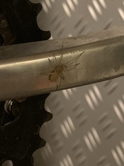 Cheiracanthium inclusum