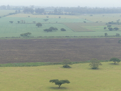 Vachellia abyssinica