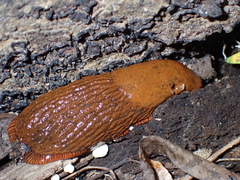 Arion vulgaris