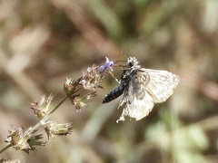 Pyrginae