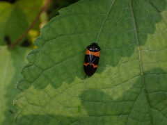Cosmoscarta abdominalis