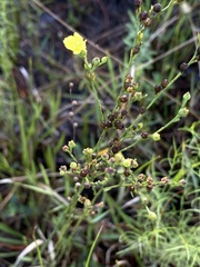 Linum floridanum