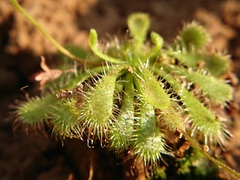 Drosera spatulata