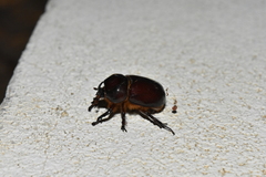 Phyllognathus excavatus