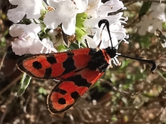 Zygaena fausta