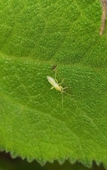 Bactrodes spinulosus