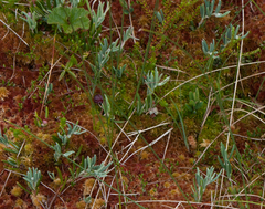 Exobasidium karstenii