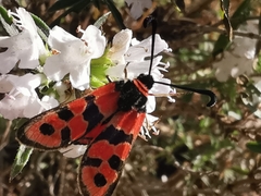 Zygaena fausta