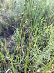 Linum floridanum