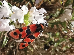 Zygaena fausta