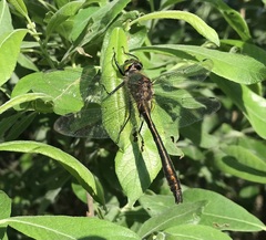 Cordulia aenea aenea