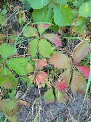 Parthenocissus