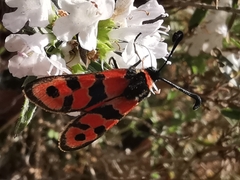 Zygaena fausta