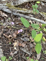 Desmodium psilophyllum