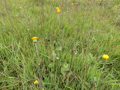 Leptorhynchos squamatus