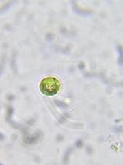 Chlamydomonas