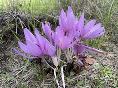 Colchicum autumnale