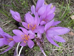 Colchicum autumnale