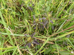 Mecardonia acuminata