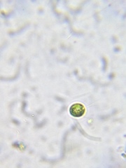 Chlamydomonas
