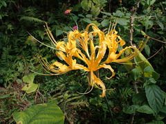 Lycoris aurea