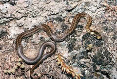 Zamenis longissimus