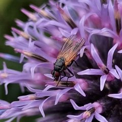 Thricops semicinereus