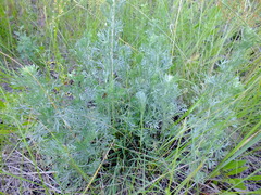 Artemisia sericea